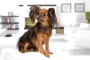 Russkiy: Dog - Russkiy / Russian Toy Dog