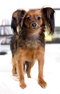 Russkiy: Dog - Russkiy / Russian Toy Dog