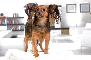 Russkiy: Dog - Russkiy / Russian Toy Dog