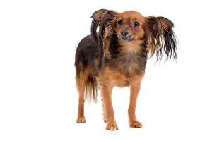 Russkiy: Dog - Russkiy / Russian Toy Dog