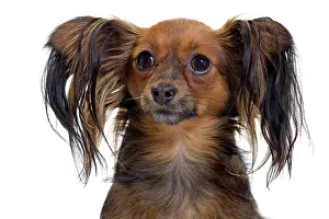 Russkiy: Dog - Russkiy / Russian Toy Dog