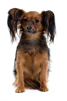 Russkiy: Dog - Russkiy / Russian Toy Dog