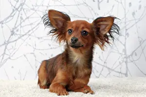 Pricked: Dog Russkiy / Russian Toy Dog
