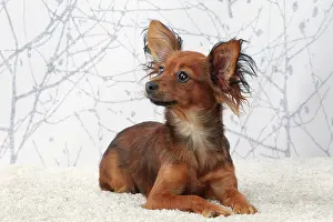 Russkiy: Dog Russkiy / Russian Toy Dog