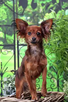 Russkiy: Dog - Russkiy / Russian Toy Dog puppy