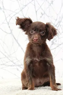 Russkiy: Dog - Russkiy / Russian Toy Dog puppy