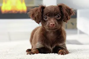 Russkiy: Dog - Russkiy / Russian Toy Dog puppy