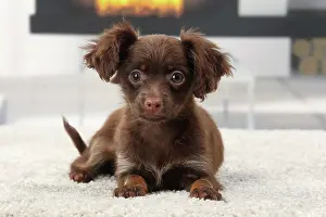 Russkiy: Dog - Russkiy / Russian Toy Dog puppy