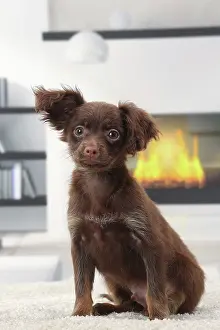 Russkiy: Dog - Russkiy / Russian Toy Dog puppy