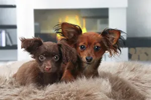 Russkiy: Dog - Russkiy / Russian Toy Dog with puppy