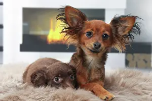 Pricked: Dog - Russkiy / Russian Toy Dog with puppy