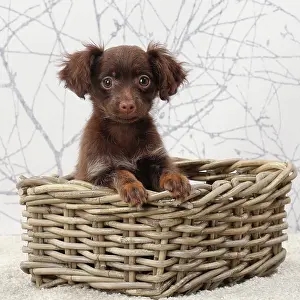 Russkiy: Dog - Russkiy / Russian Toy Dog puppy in wicker basket