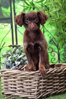 Russkiy: Dog - Russkiy / Russian Toy Dog puppy in wicker basket