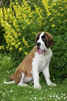 Bernard: Dog Saint Bernard 15 week old puppy