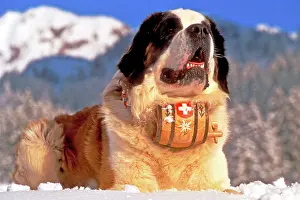Bernards: Dog Saint Bernard with Whisky Barrel around neck