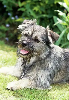 Drooling: Dog - Salivating