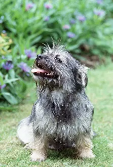 Drooling: Dog - Salivating