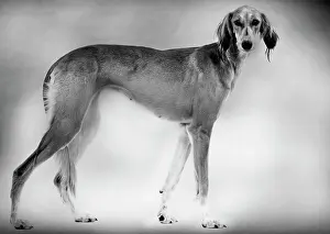 Saluki: Dog - Saluki