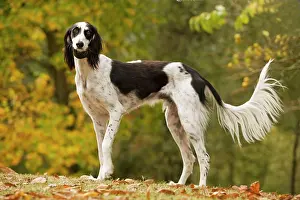 Saluki: Dog - Saluki