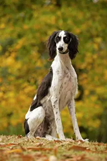 Saluki: Dog - Saluki