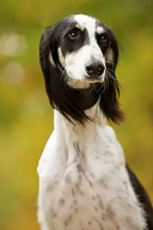 Saluki: Dog - Saluki