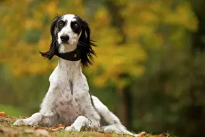 Saluki: Dog - Saluki