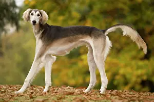 Saluki: Dog - Saluki