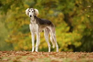 Saluki: Dog - Saluki
