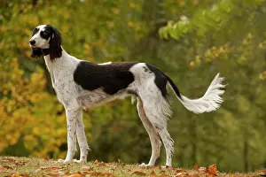 Saluki: Dog - Saluki