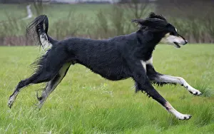 Saluki: Dog - Saluki