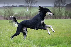 Saluki: Dog - Saluki