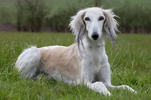 Saluki: Dog - Saluki