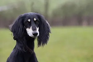 Saluki: Dog - Saluki