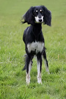 Saluki: Dog - Saluki