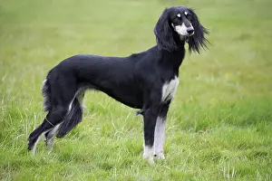 Saluki: Dog - Saluki