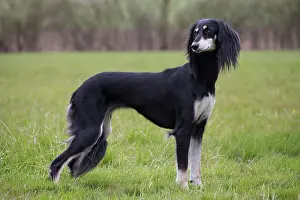 Saluki: Dog - Saluki