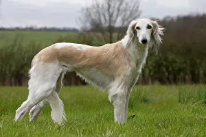 Saluki: Dog - Saluki