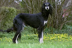 Saluki: Dog - Saluki