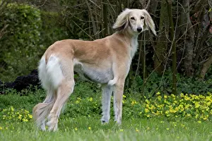 Saluki: Dog - Saluki
