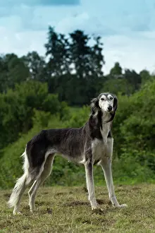 Saluki: Dog - Saluki