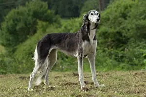 Saluki: Dog - Saluki