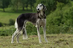 Saluki: Dog - Saluki