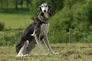 Saluki: Dog - Saluki