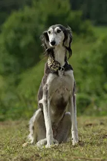 Saluki: Dog - Saluki