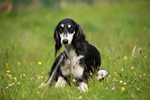 Saluki: Dog - Saluki