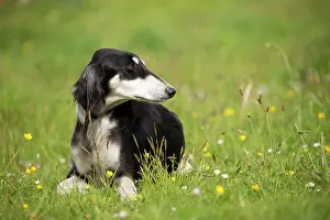 Saluki: Dog - Saluki