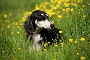 Saluki: Dog - Saluki