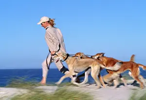 Saluki: DOG - Saluki Dogs - Being walked on a beach