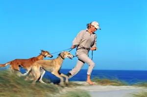 Saluki: DOG - Saluki dogs being walked on beach by girl
