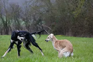 Saluki: Dog - Saluki - fighting